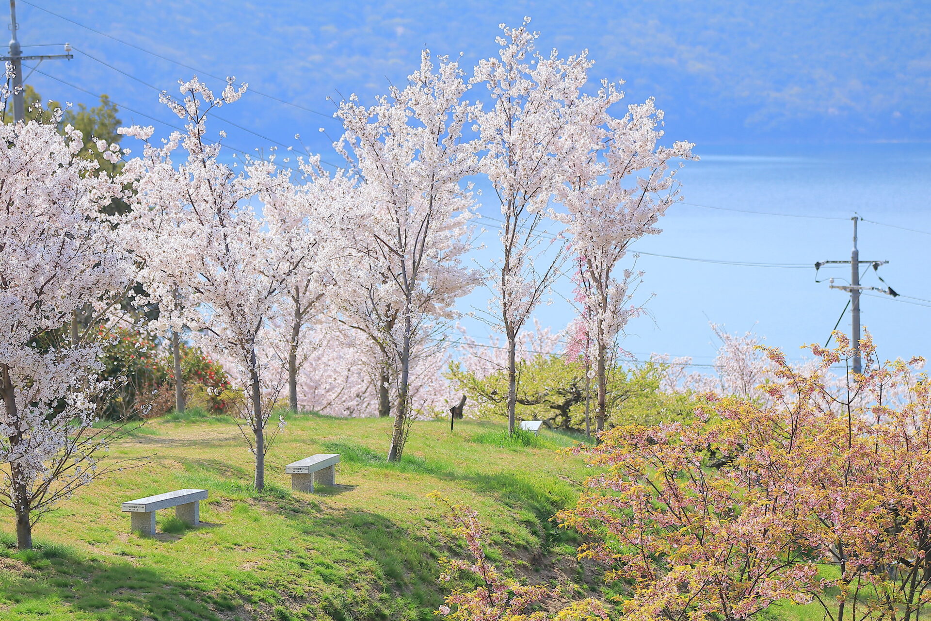 桜とオリーブが奏でる春の調べ｜小豆島の絶景お花見スポットガイド